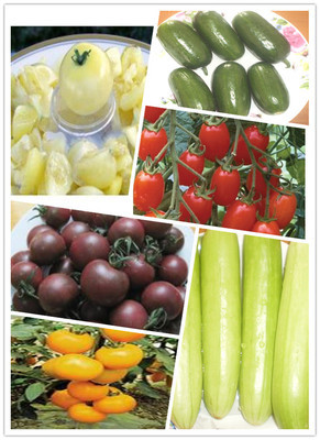 水果番茄_有機農(nóng)產(chǎn)品_上海西沙一號生態(tài)園