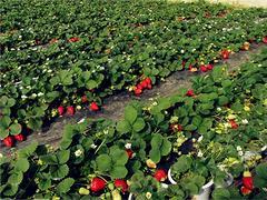 優(yōu)質(zhì)有機采摘園在山東 生態(tài)旅游的熱門目的地